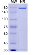 Anti-Human Alpha‑Toxin/Hla Reference Antibody (Tosatoxumab) – Figure 1 of 2