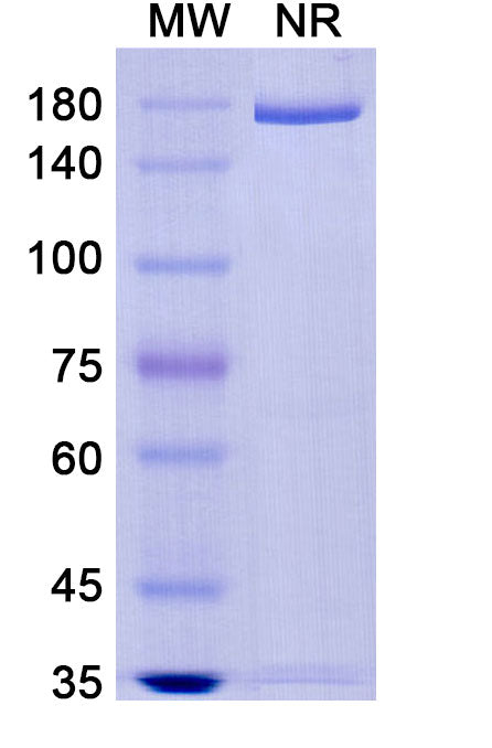 Anti-Human Alpha‑Toxin/Hla Reference Antibody (Tosatoxumab) – Figure 1 of 2