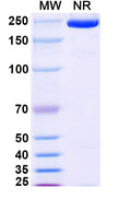 Anti-Human Alpha‑Toxin/Hla Reference Antibody (Atidortoxumab) – Figure 1 of 1
