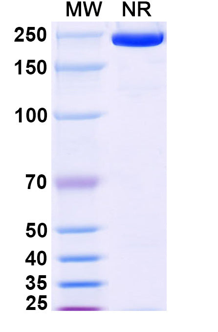 Anti-Human Alpha‑Toxin/Hla Reference Antibody (Atidortoxumab) – Figure 1 of 1
