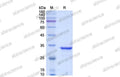 SDS-PAGE for IdeS Protease (IgG Specific)