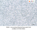 Immortalized Myeloid Neutrophil Cells (mSB8e-C57STEM-ERKO) – Figure 1 of 1