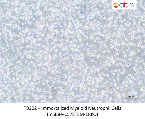 Immortalized Myeloid Neutrophil Cells (mSB8e-C57STEM-ERKO) – Figure 1 of 1