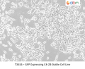 GFP Expressing C4-2B Stable Cell Line | Applied Biological Materials (abm)