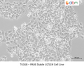 PAX6 Stable U251N Cell Line | Applied Biological Materials (abm)