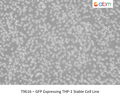 GFP Expressing THP-1 Stable Cell Line | Applied Biological Materials (abm)