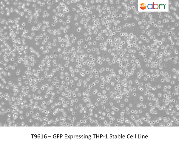 GFP Expressing THP-1 Stable Cell Line | Applied Biological Materials (abm)