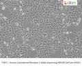 Human Cannabinoid Receptor 1 Stably Expressing HEK293 Cell Line (hCB1) – Figure 1 of 1