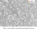 Human ABIN-1-HA Stably Expressing HeLa Cell Line | Applied Biological Materials (abm)