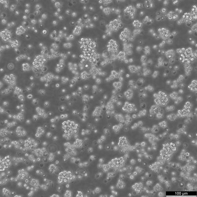 Jurkat E6.1 cell