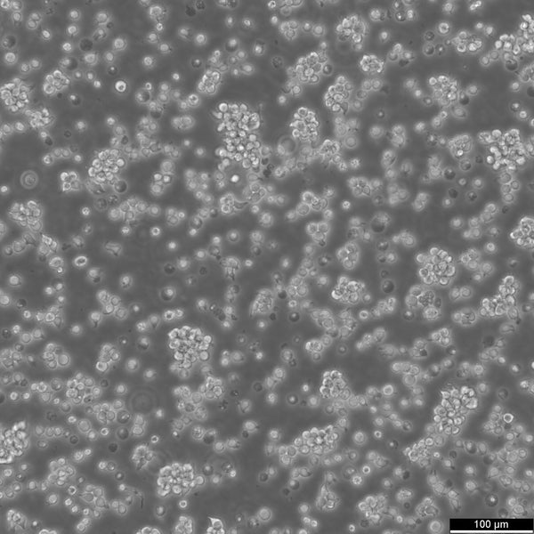 Jurkat E6.1 cell