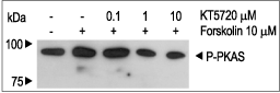 KT5720 – Figure 1 of 3