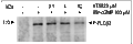 KT5823 – Figure 1 of 2
