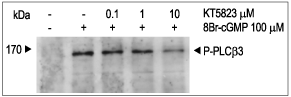KT5823 – Figure 1 of 2