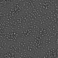 K562 cell