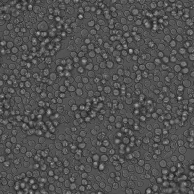 K562 cell