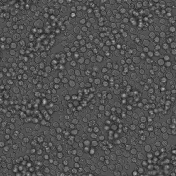 K562 cell