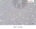 TOT Cells – Figure 1 of 1