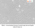 Immortalized Human Frontal Scalp Dermal Papilla Cells (F Clone 1) | Applied Biological Materials (abm)