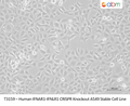 TrkB Stable T48 Cell Line – Figure 1 of 1