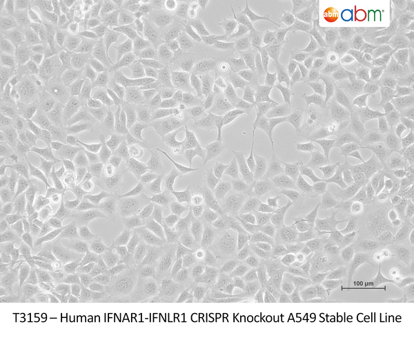 TrkB Stable T48 Cell Line – Figure 1 of 1
