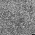 K7M2 wt cell