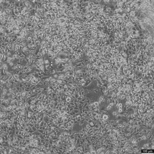 K7M2 wt cell