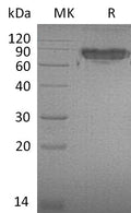 Recombinant Mouse ICAM-2/CD102 Protein (Fc Tag) – Figure 1 of 2
