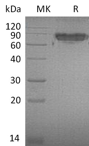 Recombinant Mouse ICAM-2/CD102 Protein (Fc Tag) – Figure 1 of 2