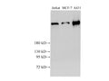 BRCA2 Polyclonal Antibody – Figure 1 of 8