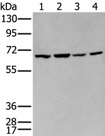IGF2BP3 Polyclonal Antibody – Figure 1 of 4