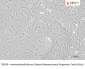 Immortalized Mouse Calvarial Mesenchymal Progenitor Cells (iCALs) – Figure 1 of 1