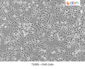 CHO Cells | Applied Biological Materials (abm)
