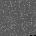 KG-1 cell