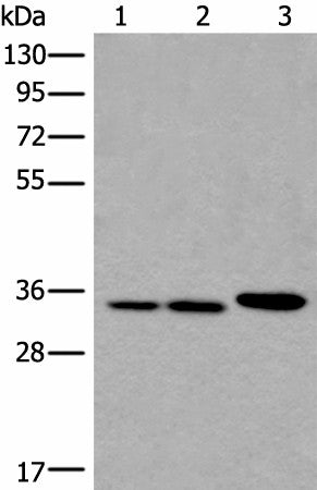 RPF2 Polyclonal Antibody – Figure 1 of 3