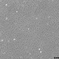 KGN cell
