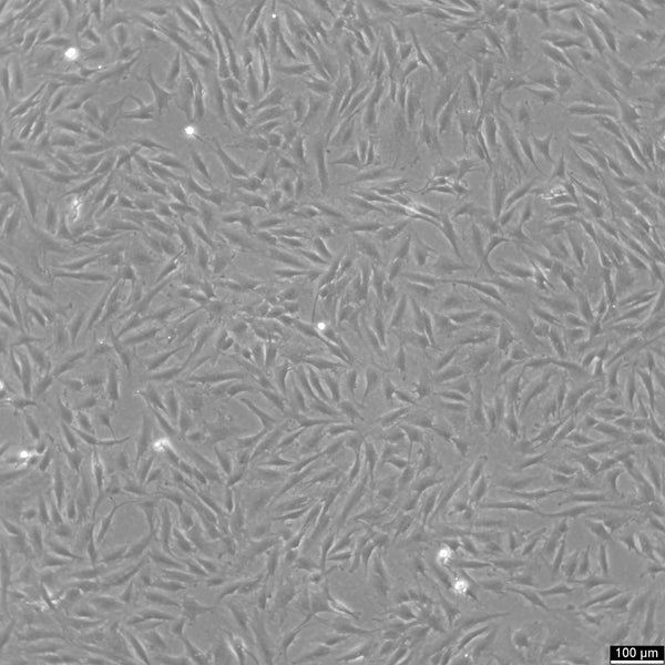 KGN cell