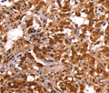 ESRRB Polyclonal Antibody – Figure 1 of 3