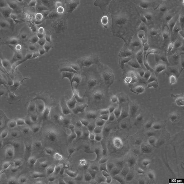 KLE cell