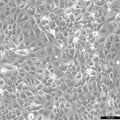 KLN-205 cell