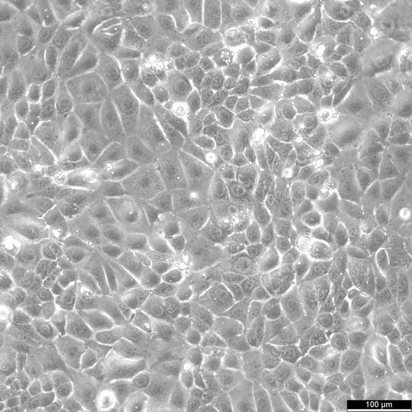 KLN-205 cell