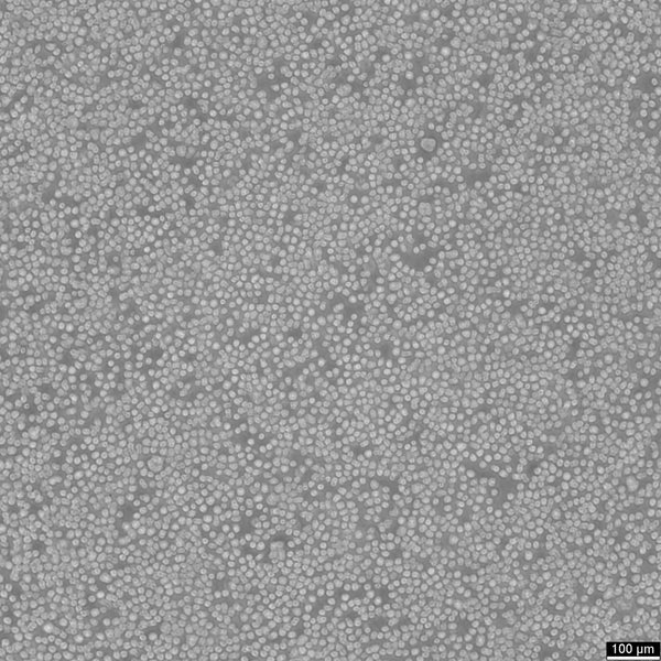 KMS-12-BM cell