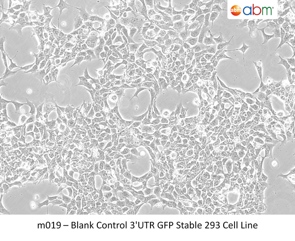 Blank Control 3'UTR GFP Stable 293 Cell Line | Applied Biological Materials (abm)