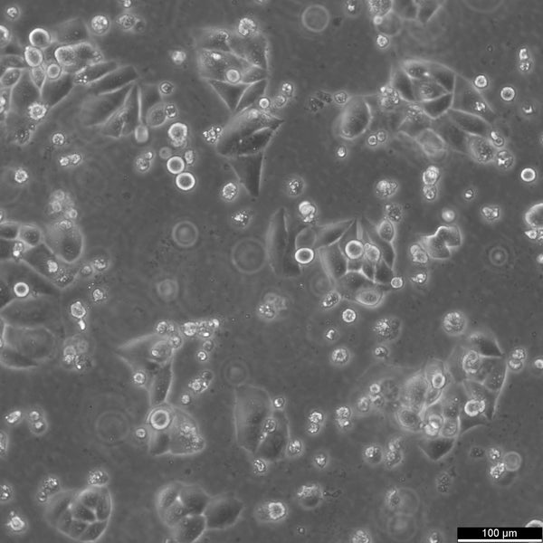 KPL-4 cell