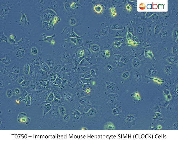 Immortalized Mouse Hepatocyte SIMH (CLOCK) Cells | Applied Biological Materials (abm)