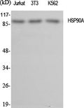 HSP90 alpha Polyclonal Antibody – Figure 1 of 2