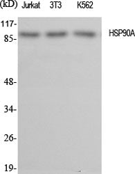 HSP90 alpha Polyclonal Antibody – Figure 1 of 2