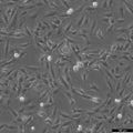 KTC-1 cell