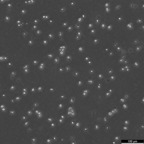 KU812 cell