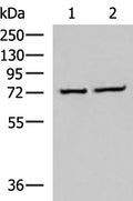 CSTF3 Polyclonal Antibody – Figure 1 of 2